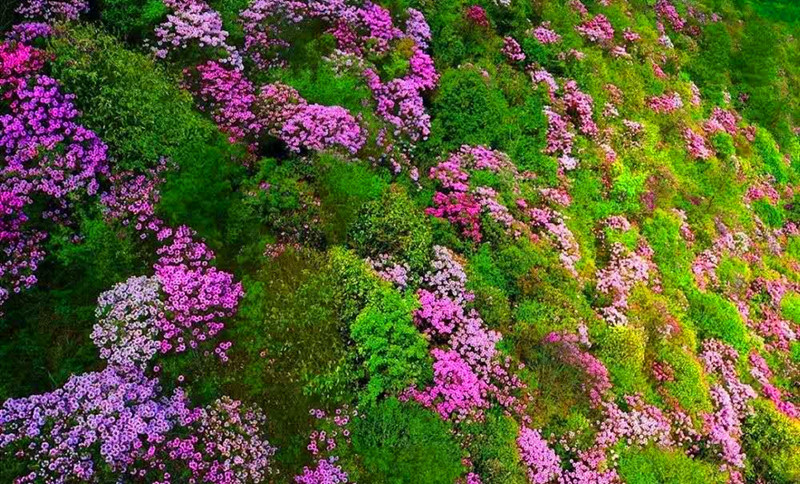 杜鹃■花开疫正散，鲁山邀您看杜鹃