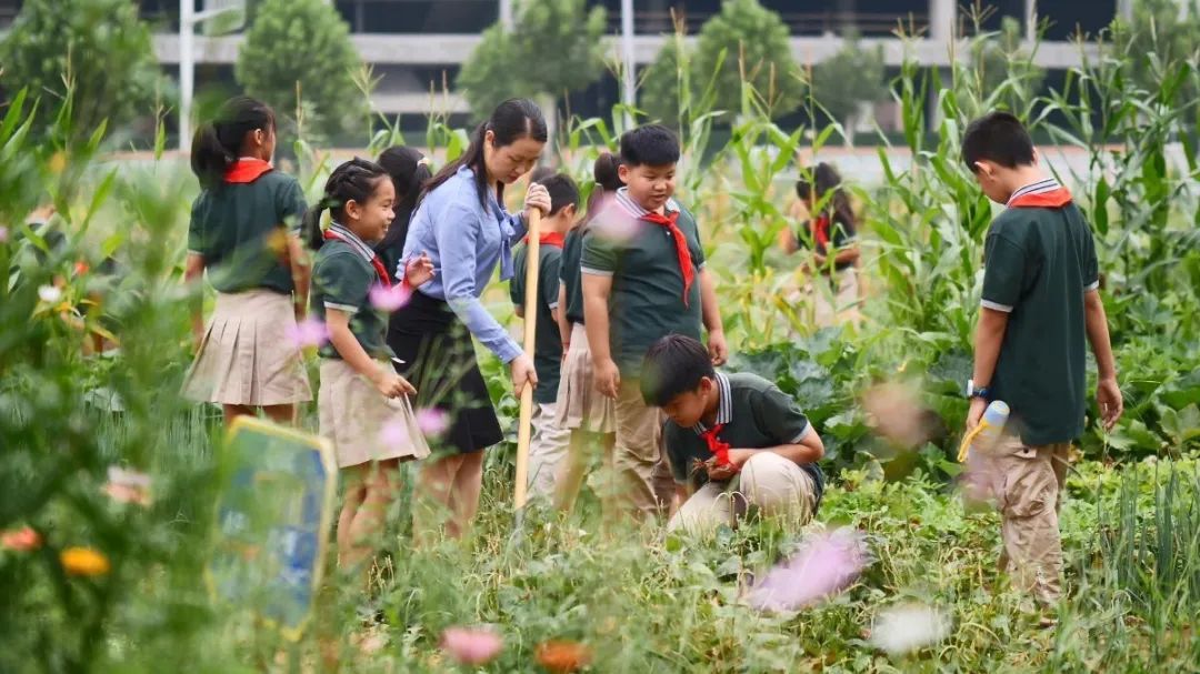 幼儿园割小麦、刨花生、蒸馒头…河南中小学教育的“新打开方式”