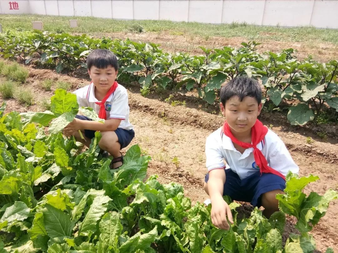 幼儿园割小麦、刨花生、蒸馒头…河南中小学教育的“新打开方式”