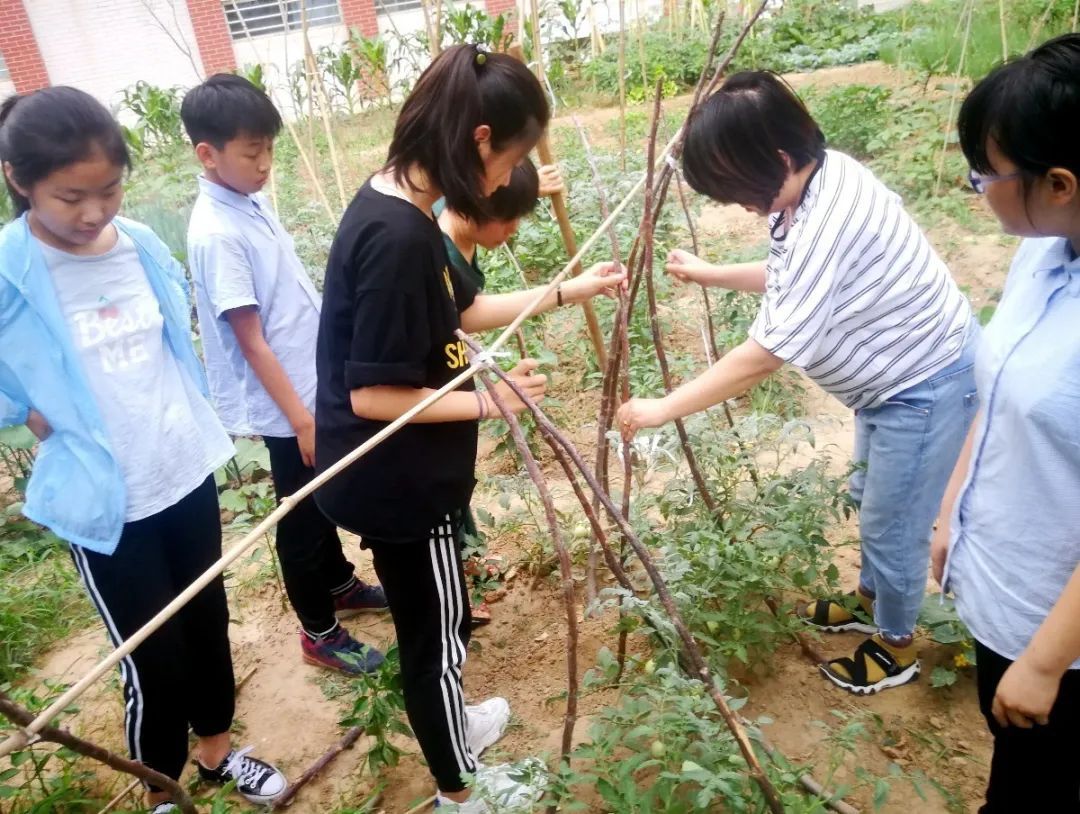 幼儿园割小麦、刨花生、蒸馒头…河南中小学教育的“新打开方式”