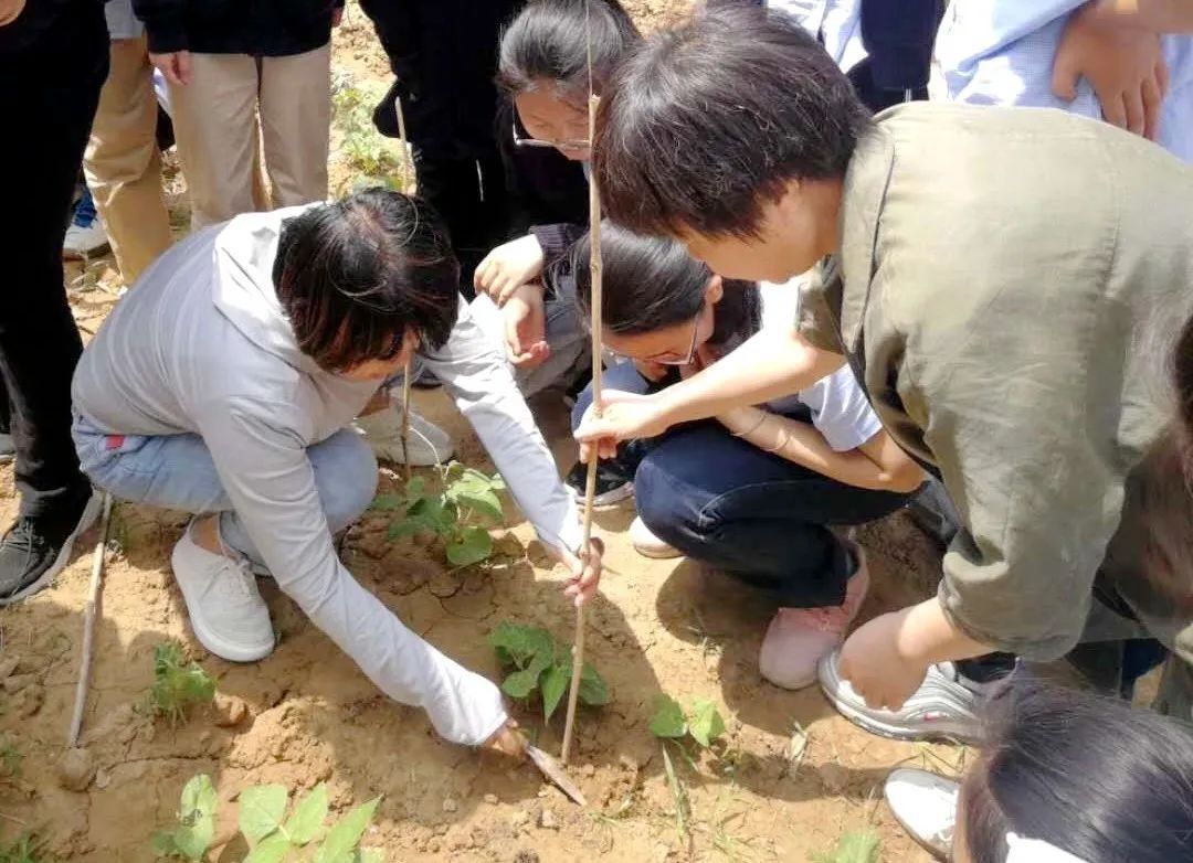 幼儿园割小麦、刨花生、蒸馒头…河南中小学教育的“新打开方式”