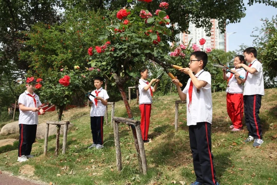 幼儿园割小麦、刨花生、蒸馒头…河南中小学教育的“新打开方式”