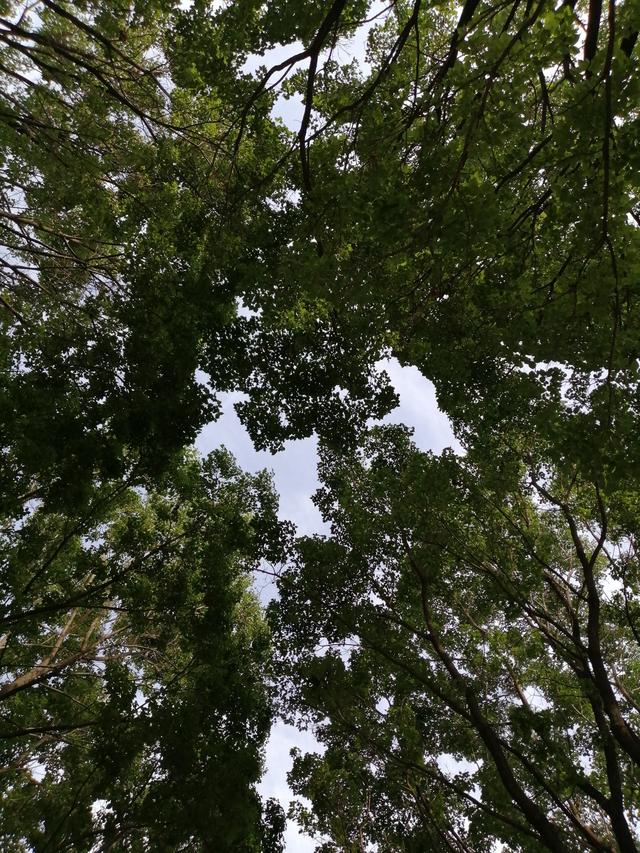 天气大风！降雨！今夜起，河南大部分地区有阵雨、雷阵雨