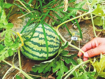 夏邑特色种植 土里生“金”——产业扶贫系列观察⑤