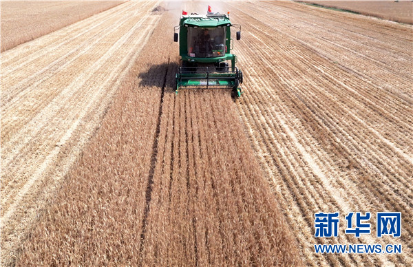 农业麦田“后浪”的农事新说