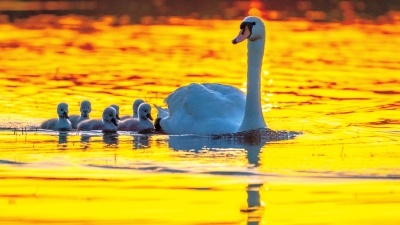 疣鼻天鹅这个夏天继续在郑州做“网红”吧