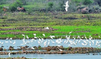 生态系统留住“海上森林”，我们可以做得更多