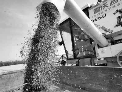 小麦喜丰收！ 灵宝市函谷关千亩彩色小麦正在加紧收割