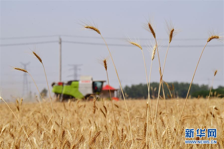 农业庚子之丰——2020年河南夏粮丰收图景