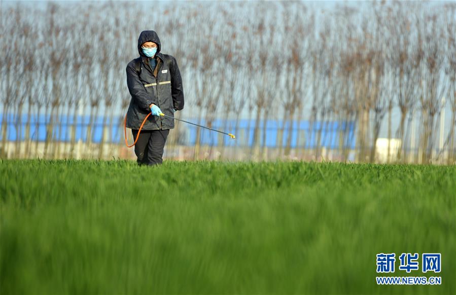 农业庚子之丰——2020年河南夏粮丰收图景