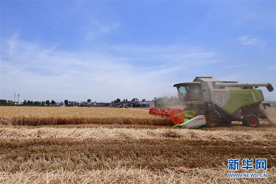 小麦央媒看河南丨河南麦收基本结束 全国冬小麦单产纪录被刷新