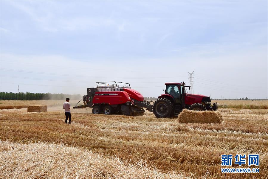小麦央媒看河南丨河南麦收基本结束 全国冬小麦单产纪录被刷新