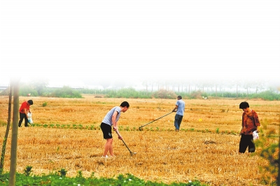 及时雨“及时雨”来解渴 河南大田墒情转好