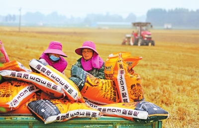 玉米玉米种植受青睐 花生产业须提升