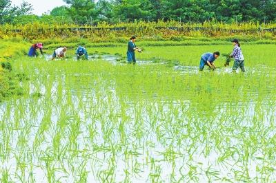 玉米玉米种植受青睐 花生产业须提升