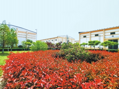 小麦收购后的小麦“过”得怎么样？记者实地探访——小麦当上“贵宾”
