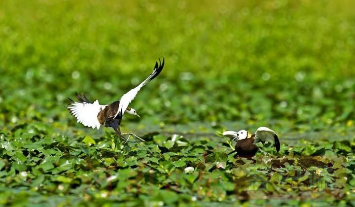 淮南湿地一奇人，十年孤独常相守，不离不弃为了谁？