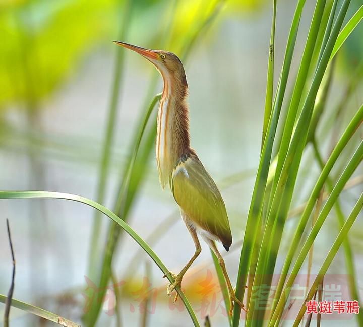 淮南湿地一奇人，十年孤独常相守，不离不弃为了谁？