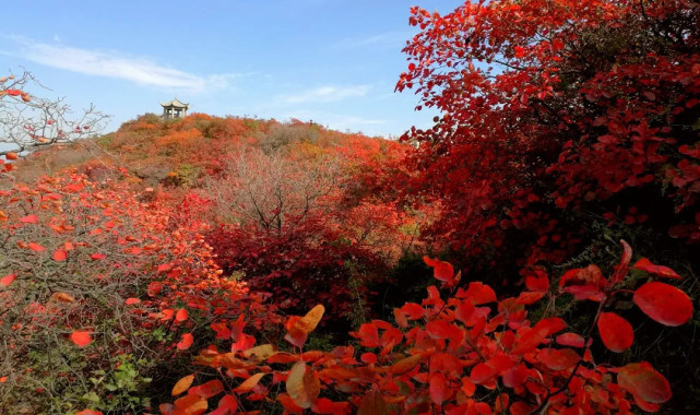 林康河南三地入选国家首批森林康养基地名单