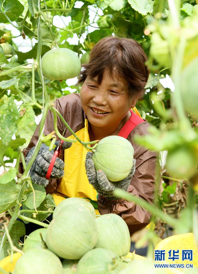 三农大学生返乡创业 开启“甜蜜”致富路