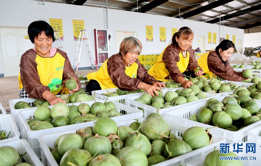 三农大学生返乡创业 开启“甜蜜”致富路