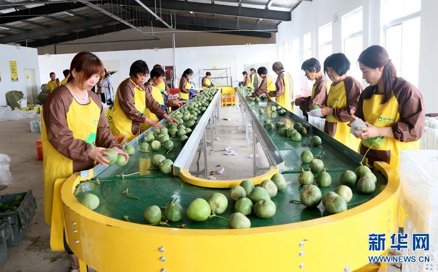 三农大学生返乡创业 开启“甜蜜”致富路