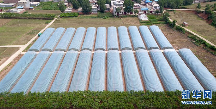 三农大学生返乡创业 开启“甜蜜”致富路