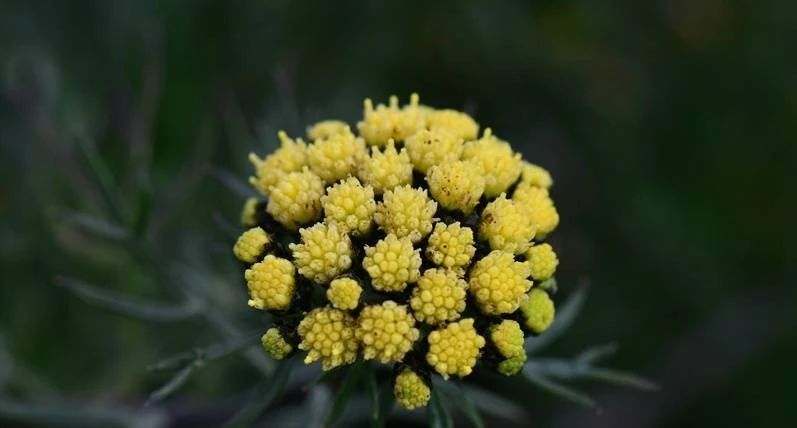 药用植物河南发现3种野生药用植物新分布