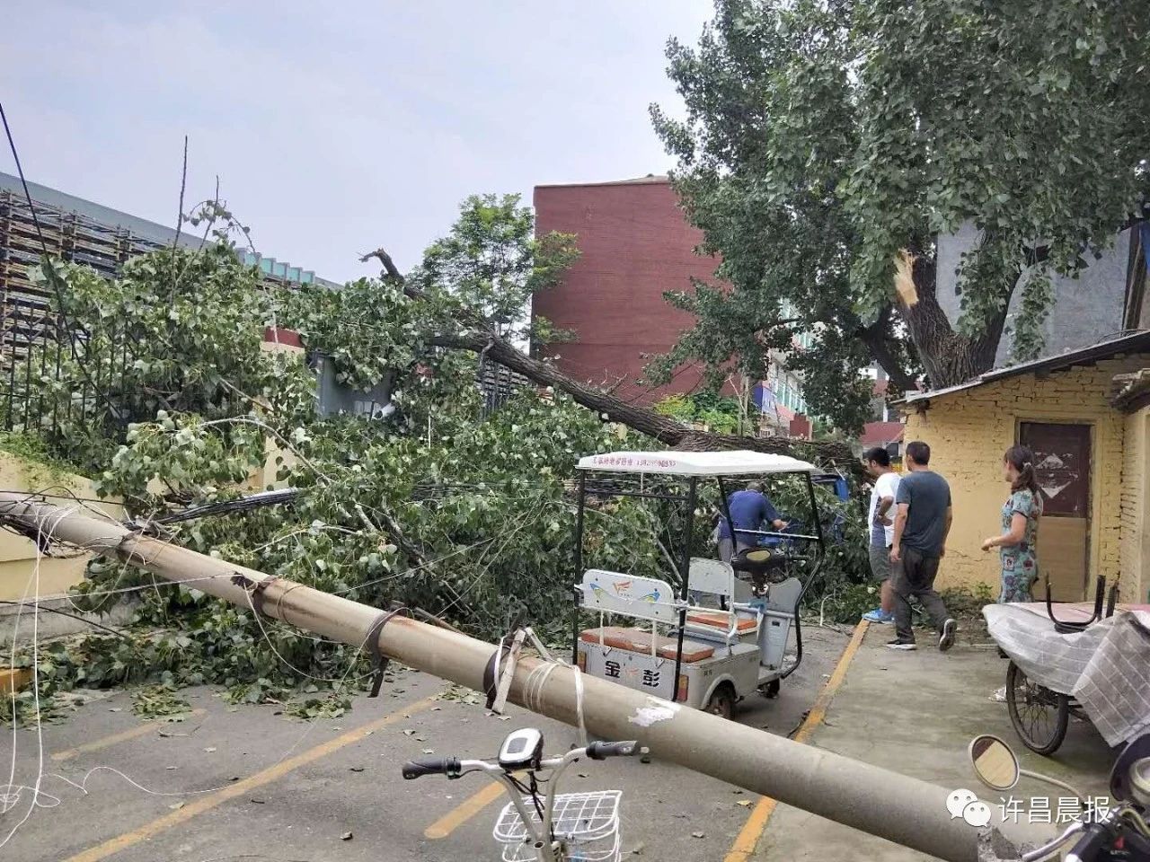 奇闻轶事|祸从天降!直径30厘米的枝干突然断落，她奋力推开两名幼童