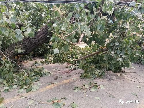 奇闻轶事|祸从天降!直径30厘米的枝干突然断落，她奋力推开两名幼童