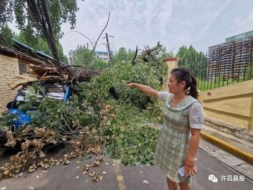 奇闻轶事|祸从天降!直径30厘米的枝干突然断落，她奋力推开两名幼童