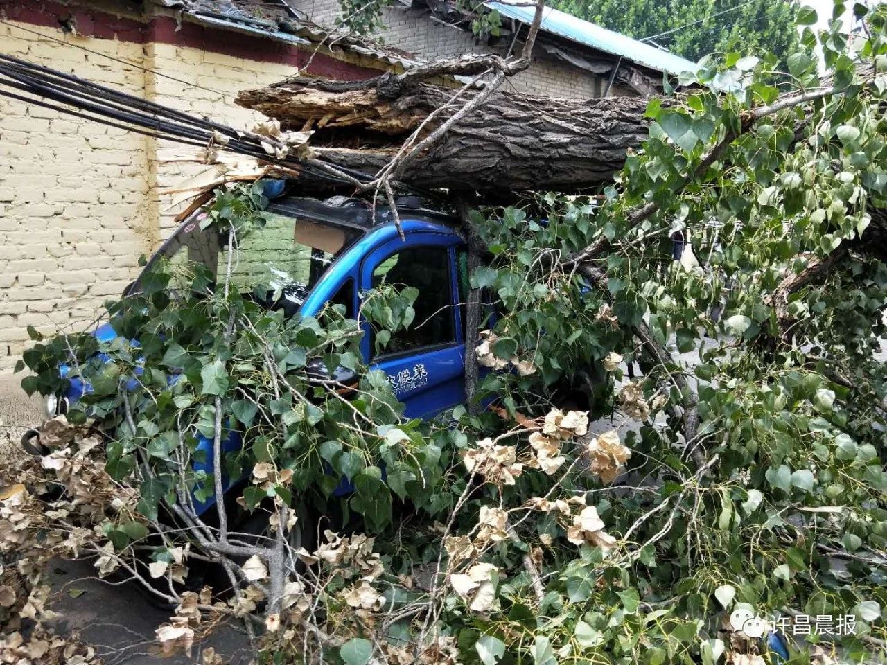 奇闻轶事|祸从天降!直径30厘米的枝干突然断落，她奋力推开两名幼童