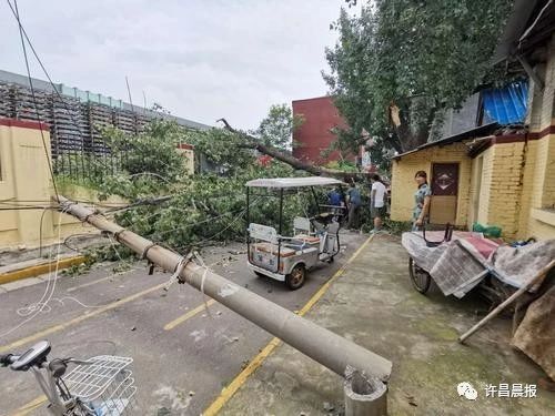 奇闻轶事|祸从天降!直径30厘米的枝干突然断落，她奋力推开两名幼童