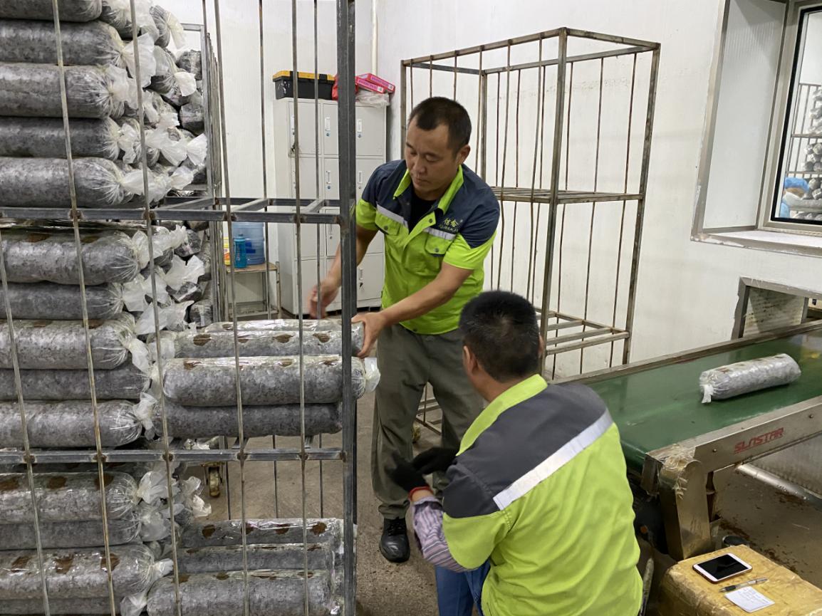 农业|“六稳”“六保”看河南|三门峡卢氏县的香菇致富路：引进先进技术和工艺，一年365天都有香菇卖