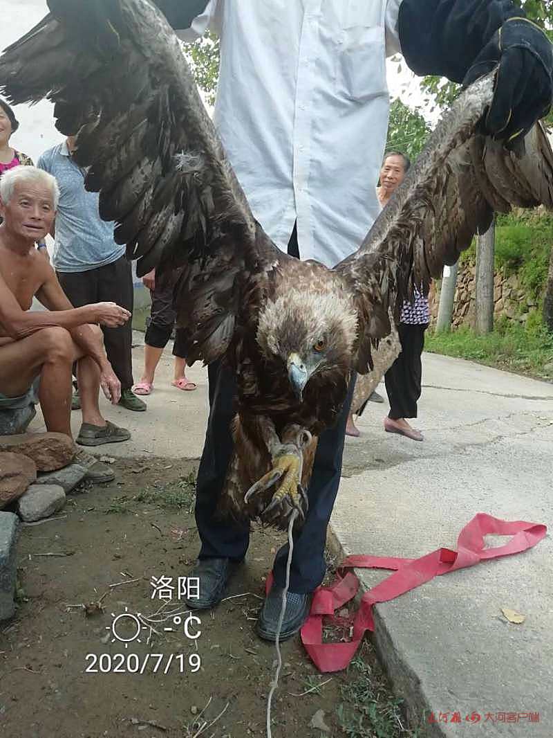 金雕|洛阳：翅展长1.5米金雕扑食家禽被困农家院 森林公安及时救助