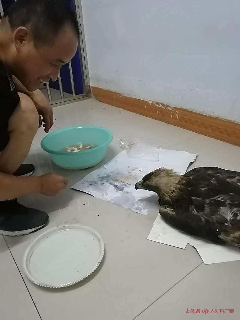 金雕|洛阳：翅展长1.5米金雕扑食家禽被困农家院 森林公安及时救助