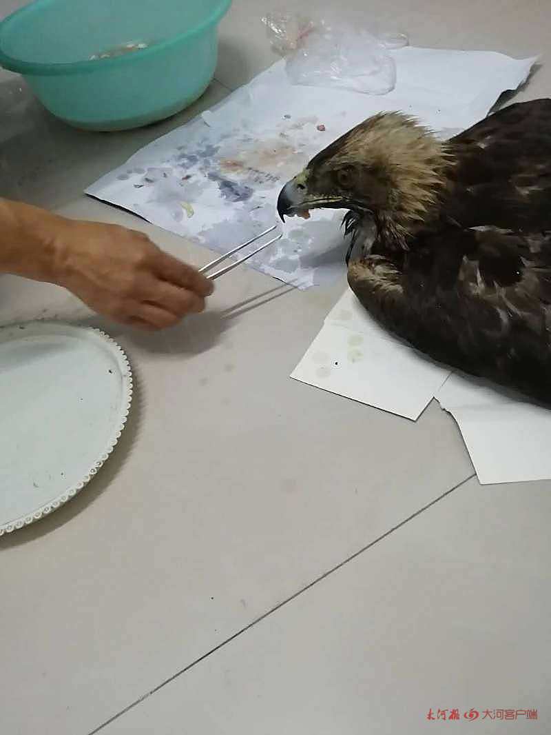金雕|洛阳：翅展长1.5米金雕扑食家禽被困农家院 森林公安及时救助