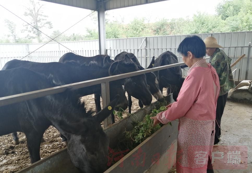 |百名记者进百村丨骑驴问“道”盘山村