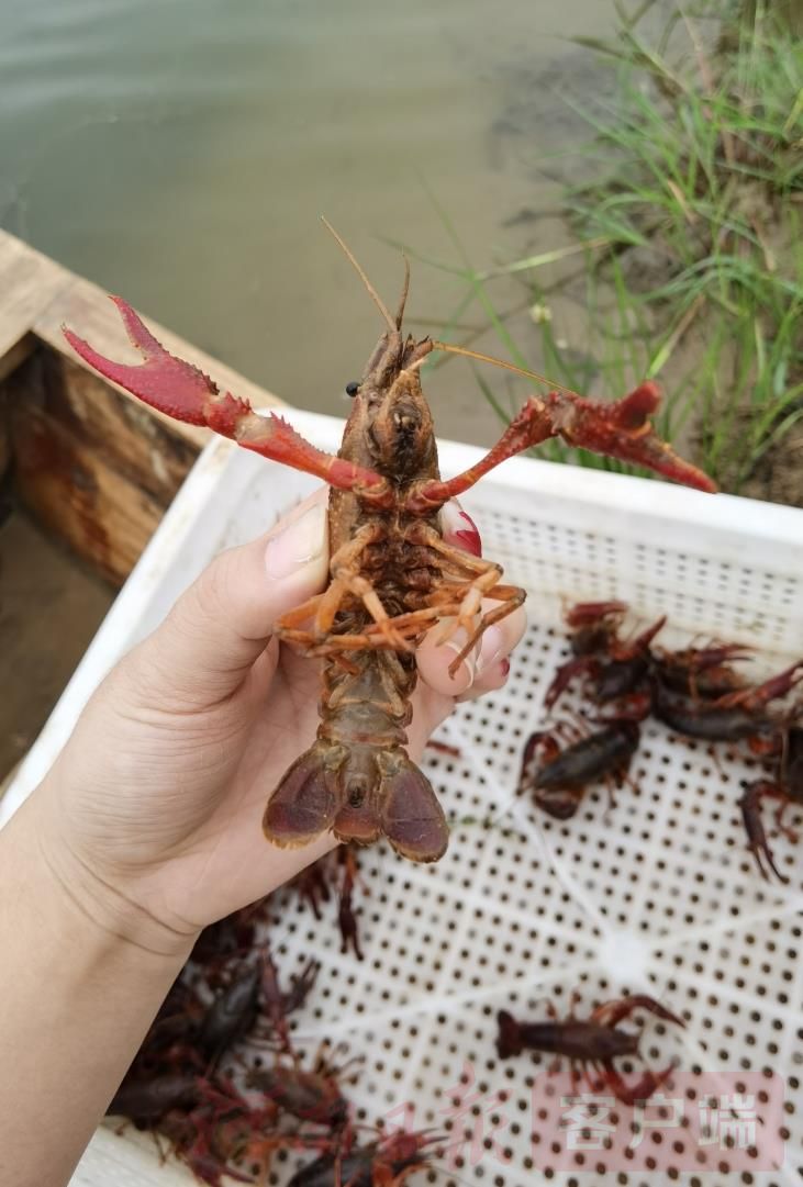 小龙虾|范县绘就“虾经济”大产业