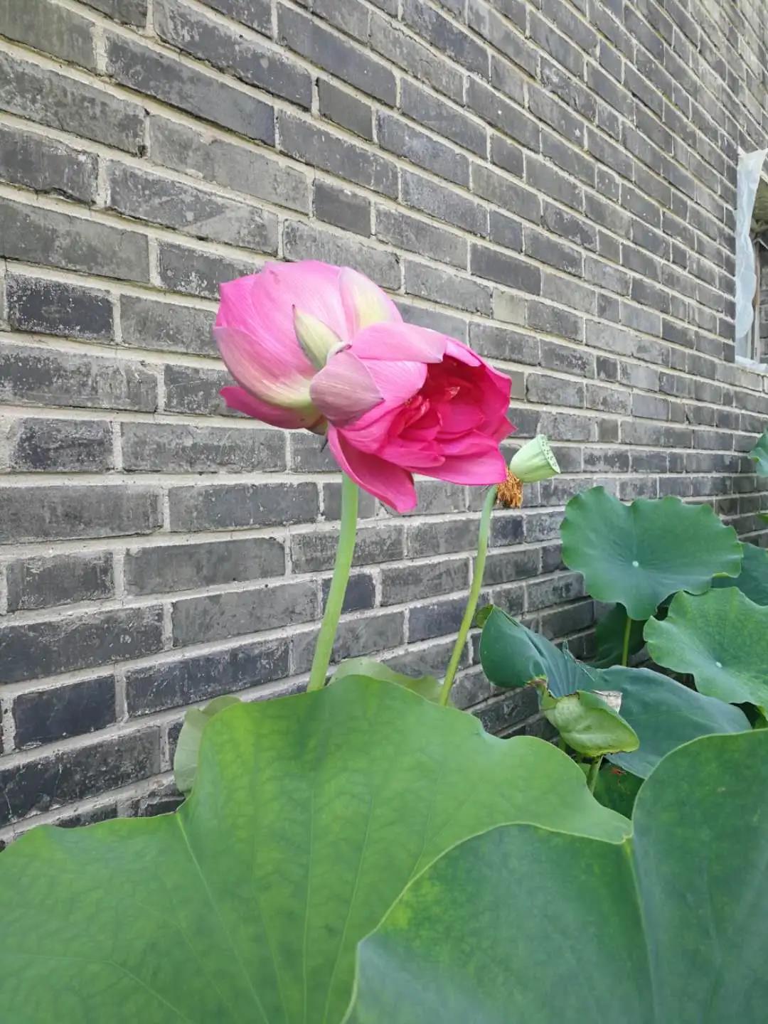 并蒂莲|罕见！北京圆明园再现并蒂莲