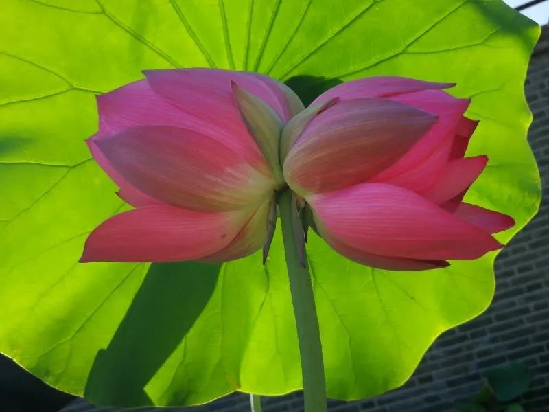 并蒂莲|罕见！北京圆明园再现并蒂莲