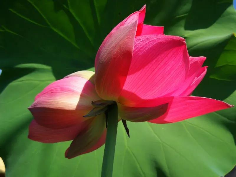 并蒂莲|罕见！北京圆明园再现并蒂莲