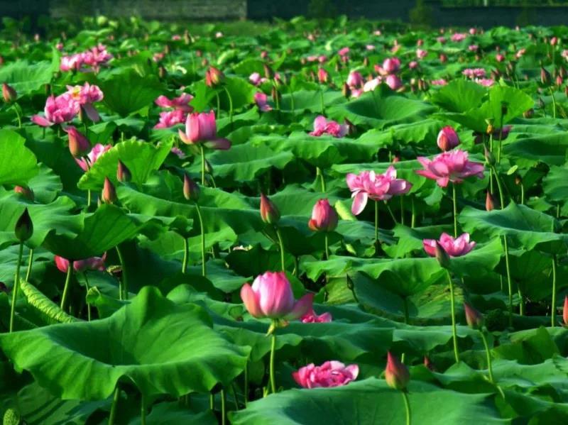 并蒂莲|罕见！北京圆明园再现并蒂莲