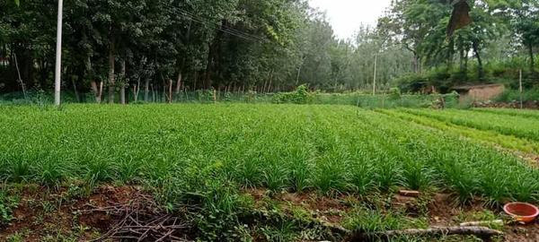 三农|求助！万斤生态韭菜无人问津，70岁菜农心急如焚