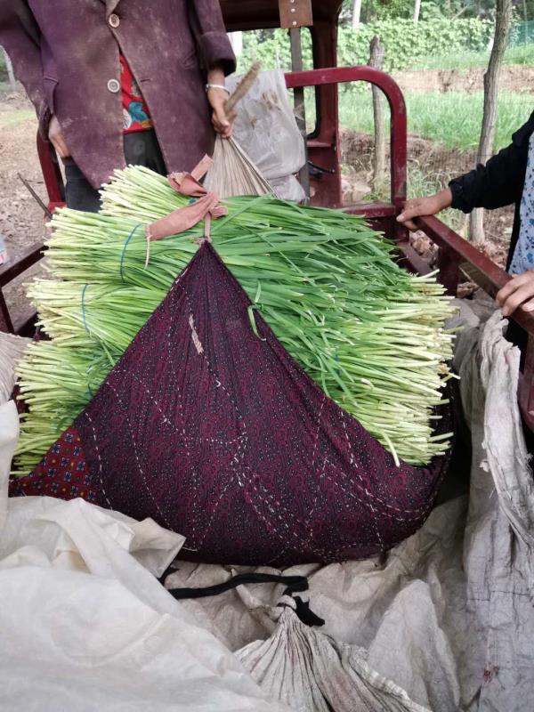 三农|求助！万斤生态韭菜无人问津，70岁菜农心急如焚