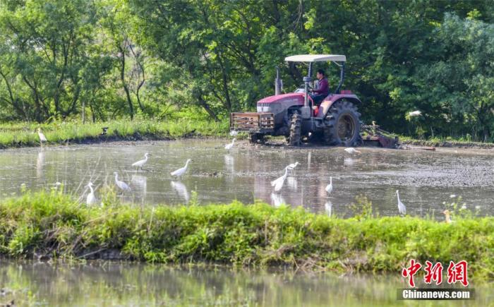 农业|农业农村部：今年全国高标准农田建设任务完成过半