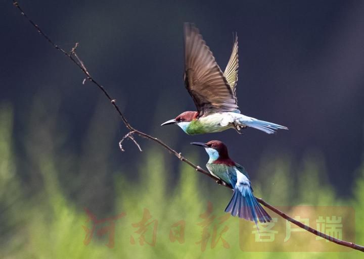 蓝喉蜂虎|“中国最美小鸟”长啥样？走，让我们去新县与蓝喉蜂虎来一次美丽邂逅！