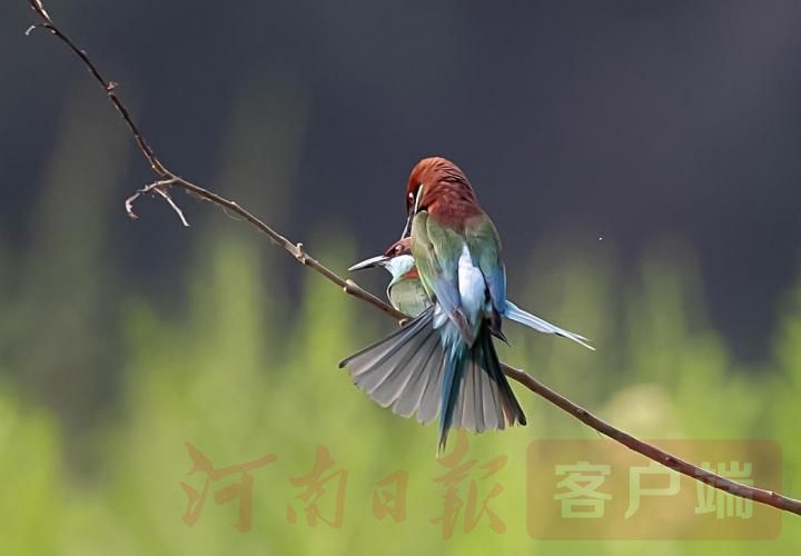 蓝喉蜂虎|“中国最美小鸟”长啥样？走，让我们去新县与蓝喉蜂虎来一次美丽邂逅！