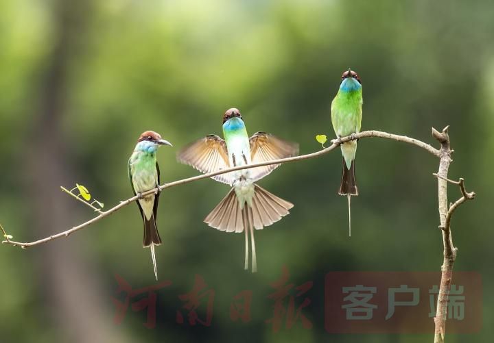 蓝喉蜂虎|“中国最美小鸟”长啥样？走，让我们去新县与蓝喉蜂虎来一次美丽邂逅！