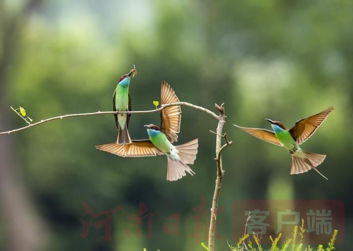 蓝喉蜂虎|“中国最美小鸟”长啥样？走，让我们去新县与蓝喉蜂虎来一次美丽邂逅！